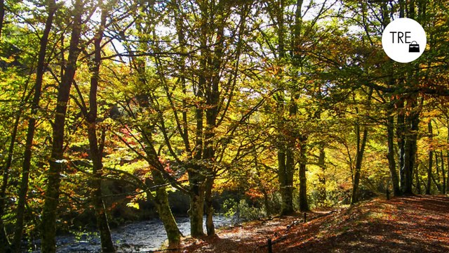 Este bosque encantado es uno de los más bonitos de España y está en un precioso pueblo a poco más de una hora de Madrid