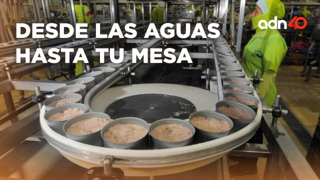 En estos de vigilia mucha gente come atún ¿Cómo llega a nuestras mesas? I Todo Personal