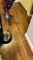 German Shepherd Tries To Get Robot Vacuum to Play Ball