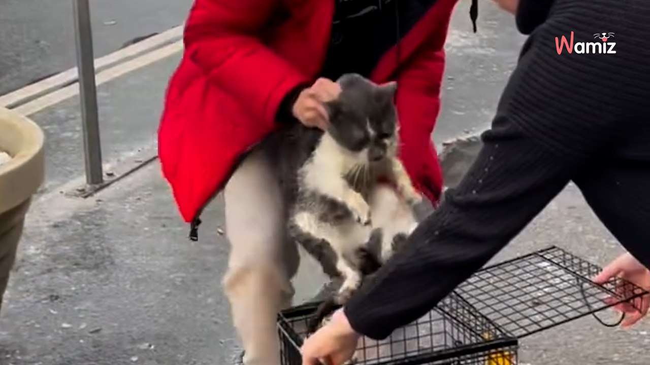 Le chat les mène vers un pot de fleurs : ils comprennent que c'est un précieux indice pour la suite de leur mission (vidéo)