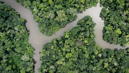 Faune d'Amérique Latine