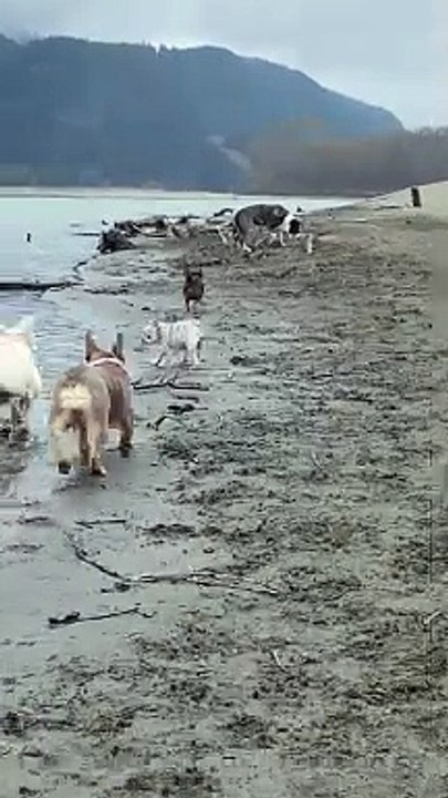 French Bulldog Puppy Stumbles While Playing