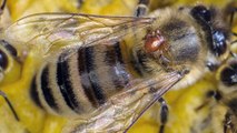 La forêt des abeilles sauvages