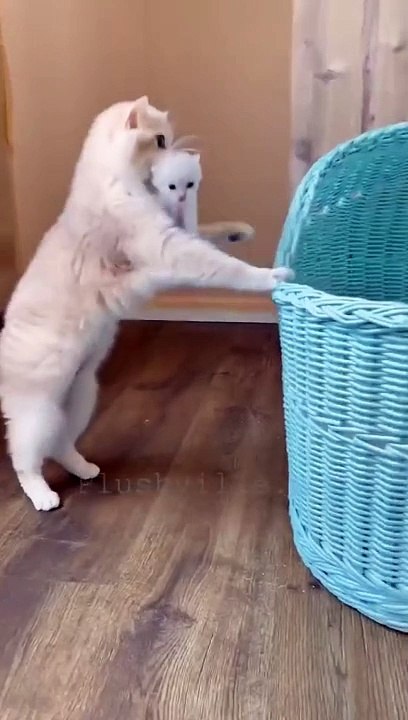 Cat shifting  her babies