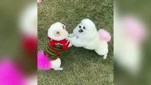 Two cute puppies fighting.