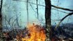 Incendios forestales arrasan más de 3.000 hectáreas en México