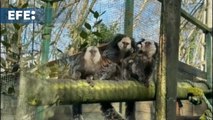 Nacen trillizos de tití de Geoffroy en el Zoo de Santillana del Mar