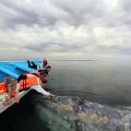 Dans les lagunes de Baja au Mexique, les baleines viennent à la rencontre des bateaux et de leurs équipages !