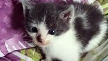 BACH my CAT