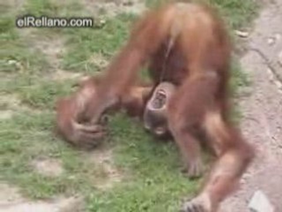 Le pipi du singe