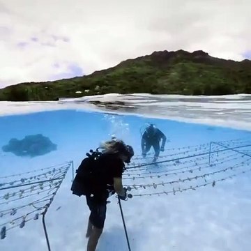Plongée au cœur de l'action : Coral Gardeners révolutionne la préservation marine !