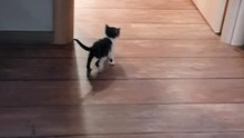 BACH my CAT