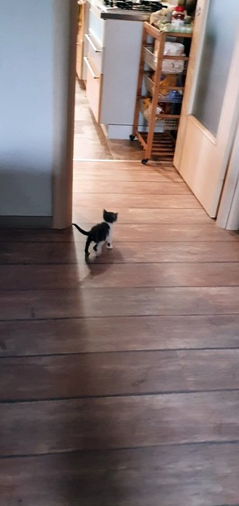 BACH my CAT