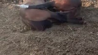 Two Horses Cuddle Each Other