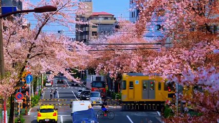 #fyp #japan #trending