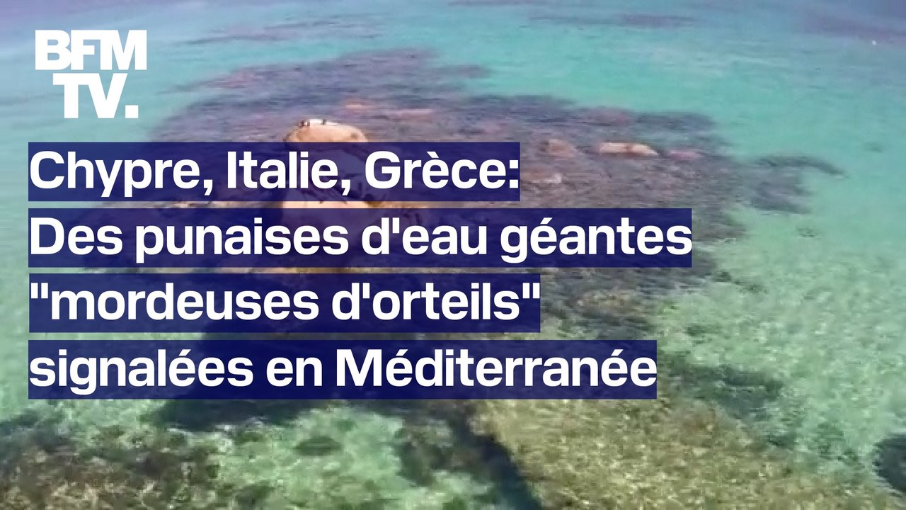 Chypre, Italie, Grèce: des punaises d'eau géantes "mordeuses d'orteils" signalées en Méditerranée