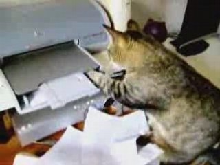 Chat vs imprimante