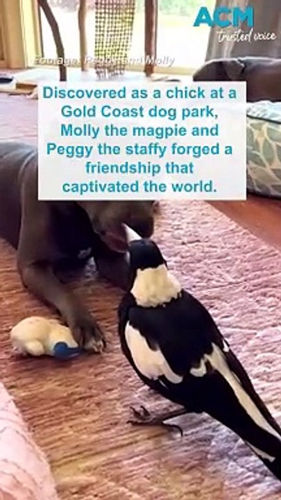 Molly the insta-famous Aussie magpie seized