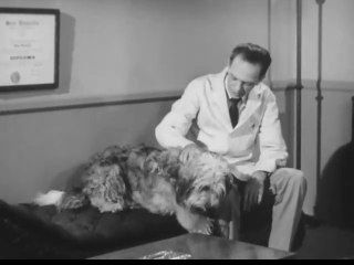 Don Knotts pet therapist Gaines dog food TV commercial