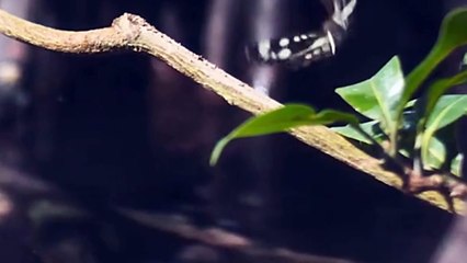 Archer Fish: Nature's Aerial Sharpshooters