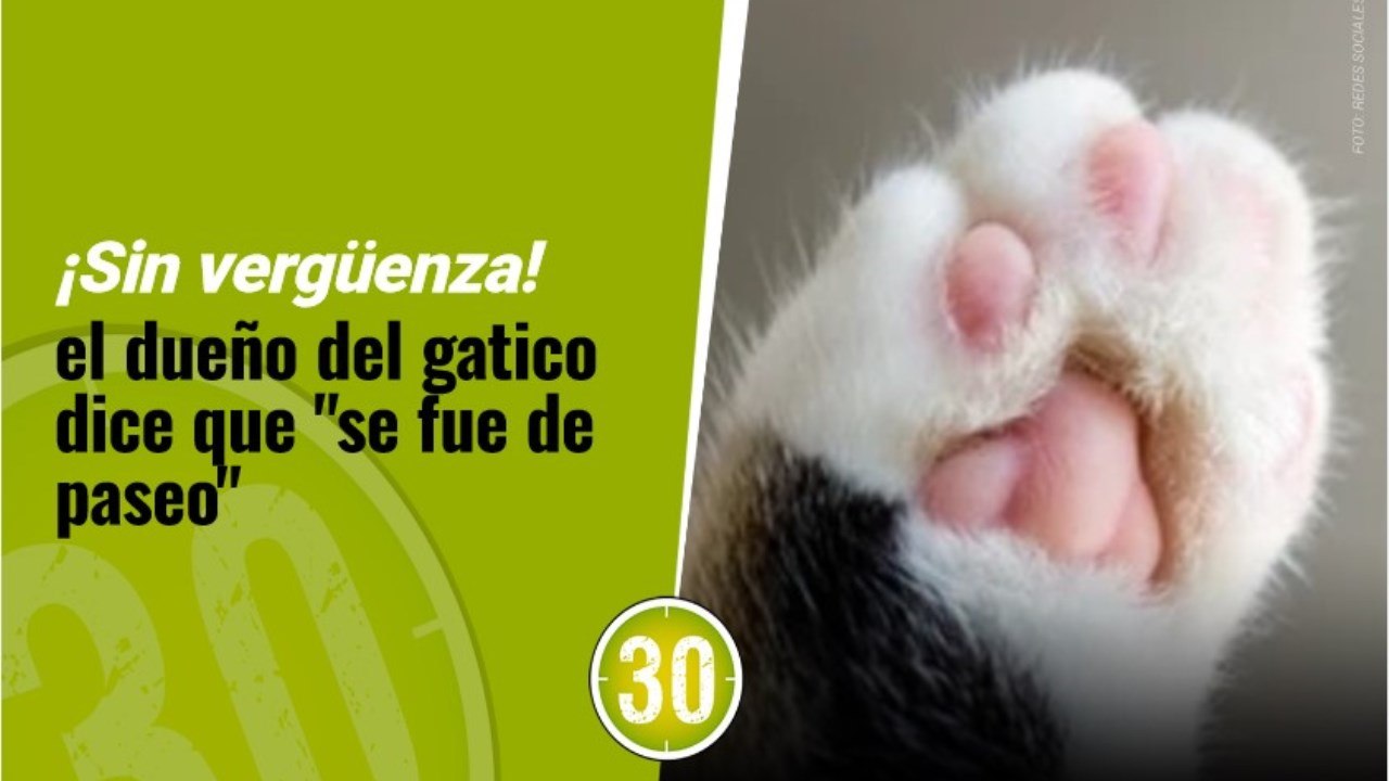 ¿Se fue de paseo y se le olvidó el gatico?