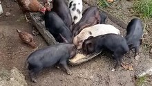 piglet