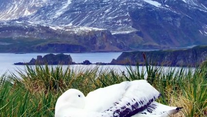 Island Lovebirds: Waiting for Their Mate