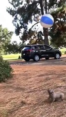 I got some skills, what you think ?