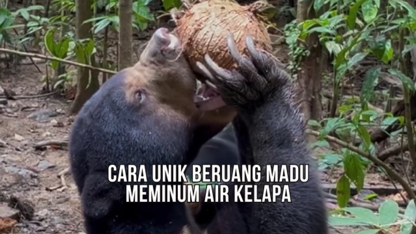 Cara Unik Beruang Madu Meminum Air Kelapa