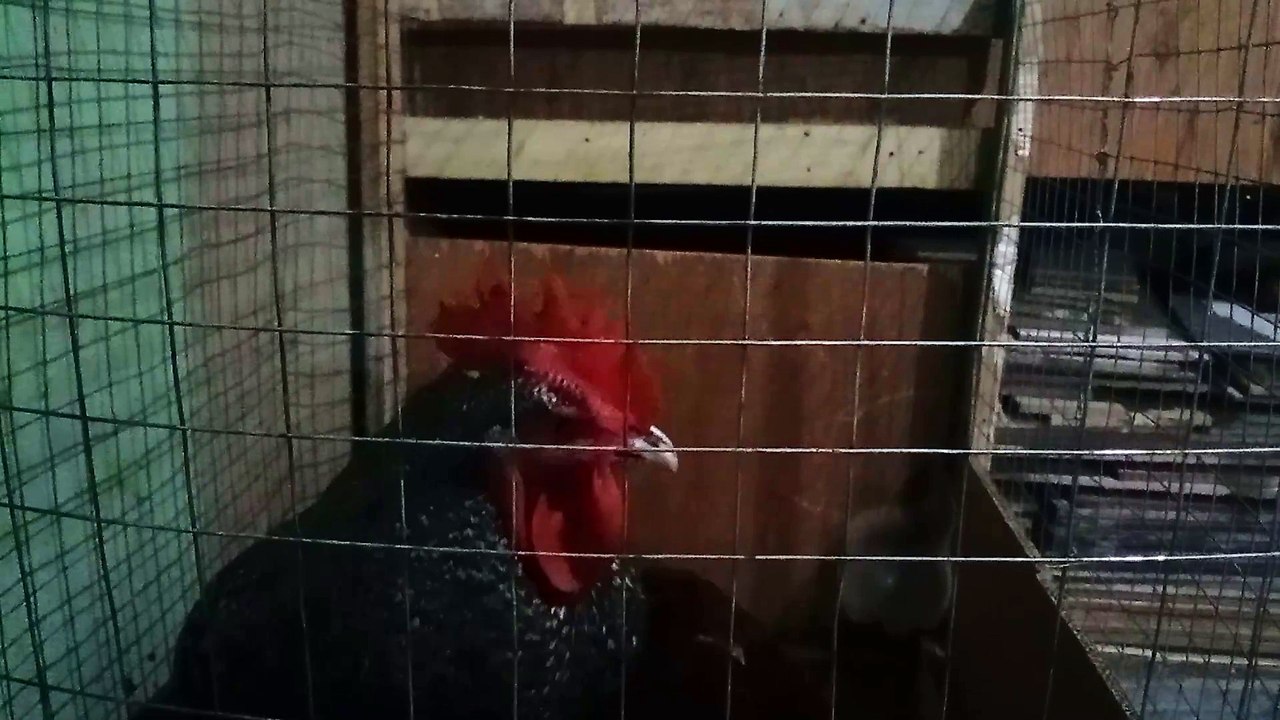 manokong nang gigising sa omaga