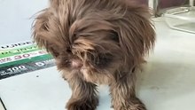 dogie cute
