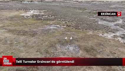 Türkülere konu olan telli turnalar Erzincan’da görüntülendi