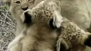 Lion cubs - Feeling loved and safe! #shorts#baby#lion
