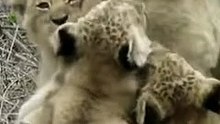 Lion cubs - Feeling loved and safe! #shorts#baby#lion