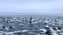 Dolphin stampedes are also sometimes referred to as “super pods” or “megapods”. They can gather up to thousands of dolphins. This one was filmed off the coast of San Diego.