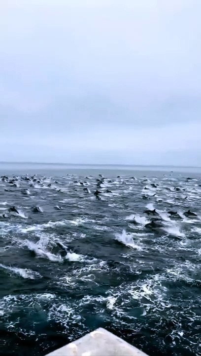 Dolphin stampedes are also sometimes referred to as “super pods” or “megapods”. They can gather up to thousands of dolphins. This one was filmed off the coast of San Diego.