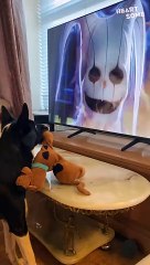 Scooby Dooby Doo! Dog Enjoys Movie Night with Matching Plushie