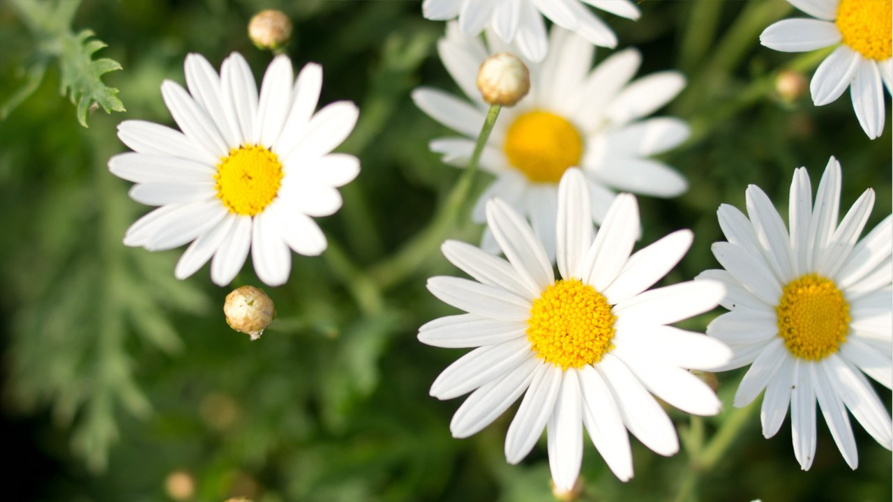 Lästige Blutsauger: Diese fünf Pflanzen helfen im Garten gegen Zecken