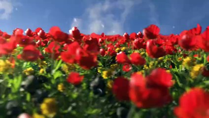 Flower Spring Logo Reveal LPD