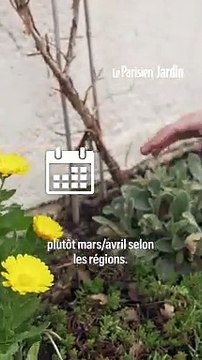 Quand et comment planter les dahlias ? Nos conseils et astuces