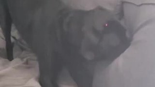 Dog Tries to Attack Laser Pointer on Sofa