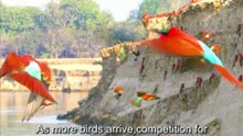 The Bee-Eater's Burrow: Nesting Habits of Avian Insectivores