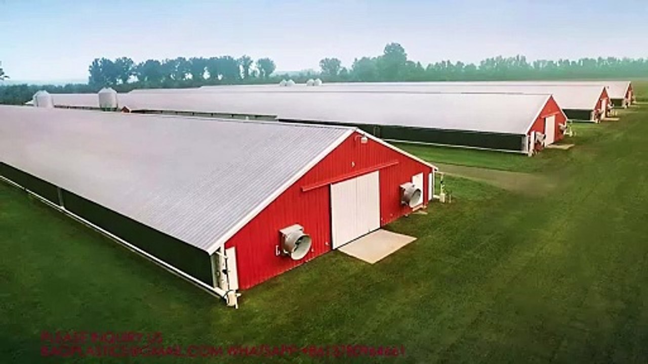 #Advanced  Design #Livestockequipment  #automatic #poultry  #poultryfarming  Farm Automatic Broiler  Chicken Poultry chain feeding line system