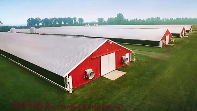 #Advanced Design #Livestockequipment #automatic #poultry #poultryfarming Farm Automatic Broiler Chicken Poultry chain feeding line system