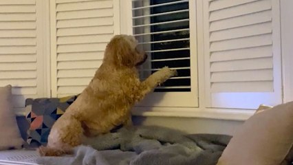 Nosey Dog Learns To Open Blinds To Spy On Neighbors | Wild-ish TV
