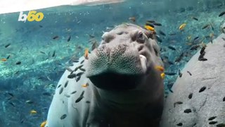 You Have To See How Chill This Hippo Is