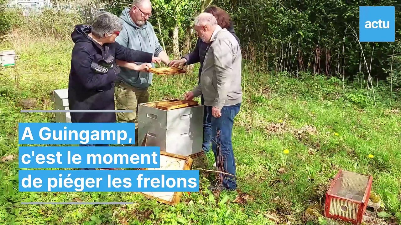 Frelons asiatiques à Guingamp : c'est le moment de piéger les reines