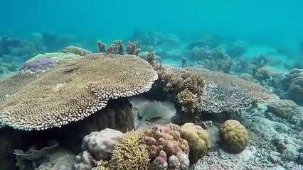 Scuba Dive / Summer Vacation
