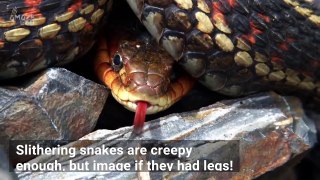 This Hugging Snake Is One of the Creepiest Things You’ll See All Day
