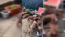 XL bully pups and their mum playing in Canterbury garden